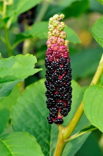 Pokeweed (Phytolacca acinosa)