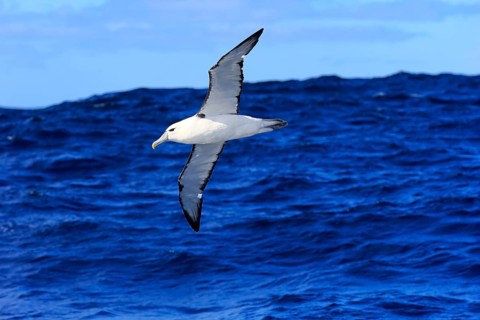Shy albatross (Thalassarche cauta)