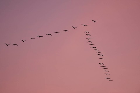Cranes (Grus grus) in flight