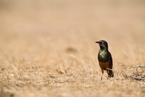 Chestnut-bellied Starling (Lamprotornis pulcher)