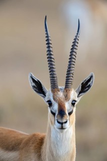 Thomson's gazelle (Eudorcas thomsoni)