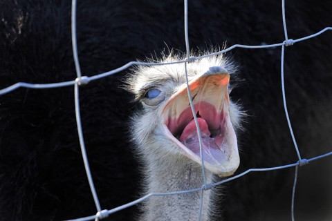 Ostrich or Common Ostrich (Struthio camelus)