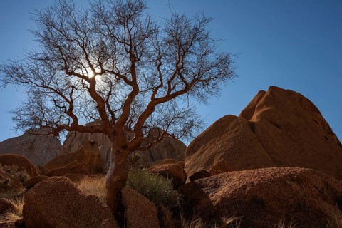 Blue-leaved corkwood (Commiphora glaucescens)