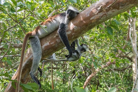 Zanzibar Red Colobus (Procolobus kirkii)