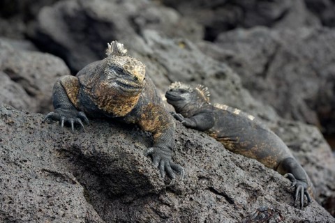Marine iguanas (Amblyrhynchus cristatus)