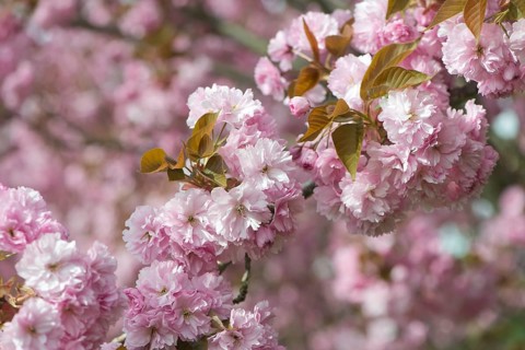 Japanese Cherry (Prunus serrulata)