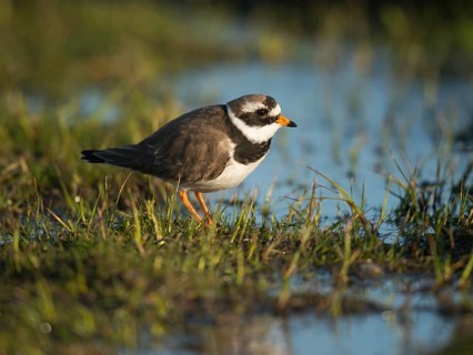 Common Ringed Plover (Charadrius hiaticula)