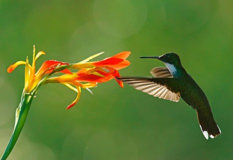 White-throated hummingbird (Leucochloris albicollis) drinking at a flower