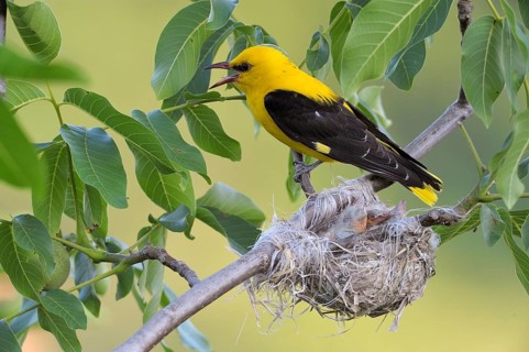 Golden Oriole (Oriolus oriolus)