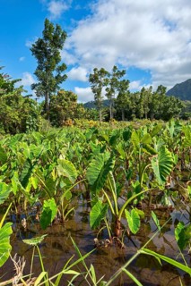 Field with taro plants