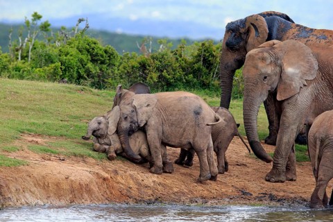 African Elephants (Loxodonta africana)