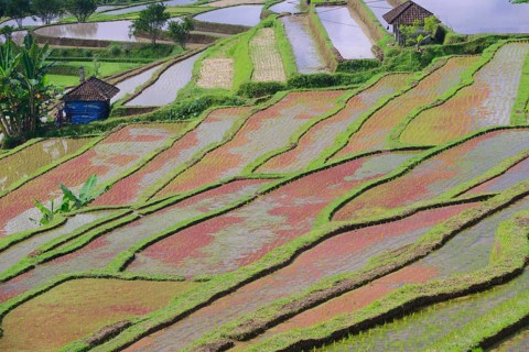 The famous rice terraces of Jatiluwih