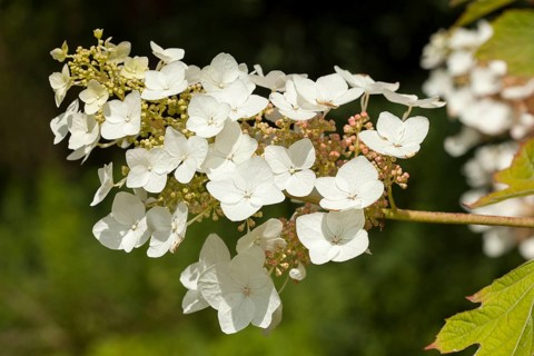 Oakleaf Hydrangea (Hydrangea quercifolia)