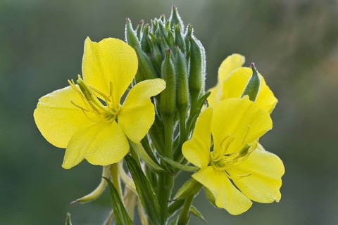 Common evening primrose (Oenothera biennis)