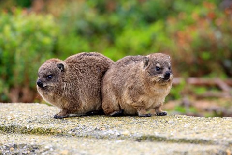 Rock Hyraxes (Procavia capensis)