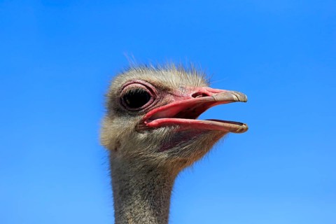 Southern Ostrich (Struthio camelus australis)