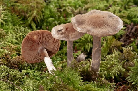 Cortinarius pseudosalor