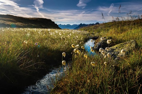 Cotton Grass (Eriophorum) with stream and mountain peaks