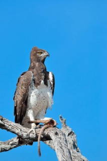 Martial Eagle (Polemaetus bellicosus)