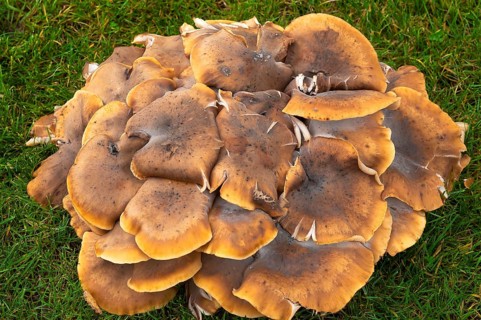 Honey fungus (Armillaria mellea)