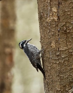 Three-toed woodpecker (Picoides tridactylus)