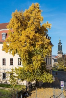 Ginkgo tree in autumn colors