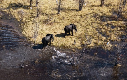 African Elephants (Loxodonta africana)