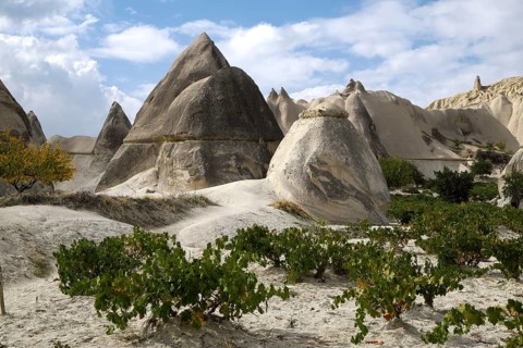 Vines and tufa formations in Love Valley