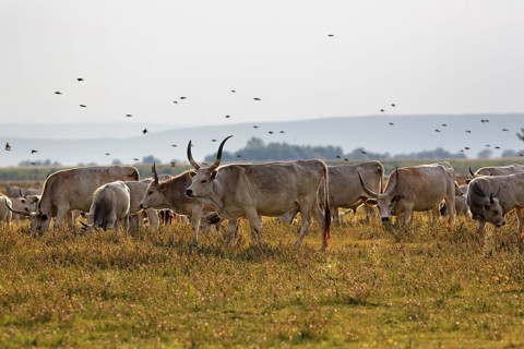 Herd
