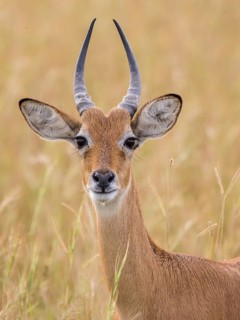 Ugandan Kob (Kobus kob thomasi)
