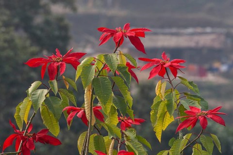 Poinsettias (Euphorbia pulcherrima)