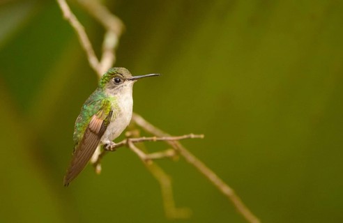 Black-bellied Hummingbird (Eupherusa nigriventris)