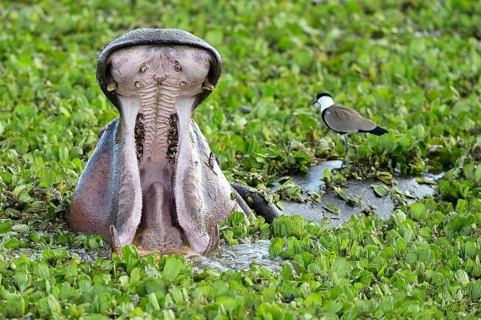 Hippopotamus (Hippopotamus amphibicus)