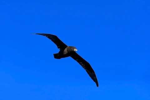 White-chinned Petrel or Cape Hen (Procellaria aequinoctialis)