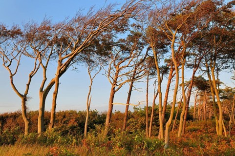 European beeches (Fagus sylvatica) and Scots pines (Pinus sylvestris) in the evening light on the western beach