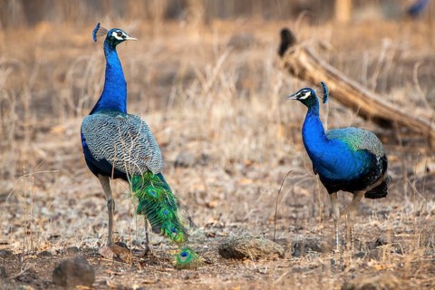 Indian Peafowls (Pavo cristatus)