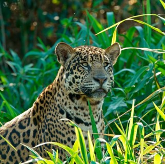 Jaguar (Panthera onca) looking out from the riverbank