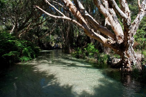 Eli Creek