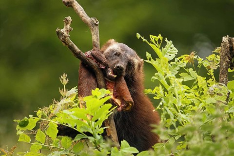 Wolverine (Gulo gulo) feeding on deerskin