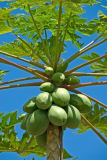 Papaya fruits on a tree
