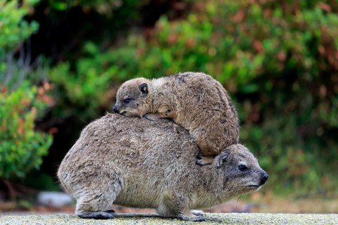 Rock Hyrax (Procavia capensis)