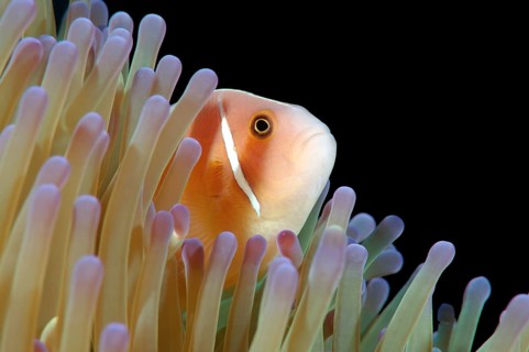 Pink Skunk Clownfish or Pink Anemonefish (Amphiprion perideraion)