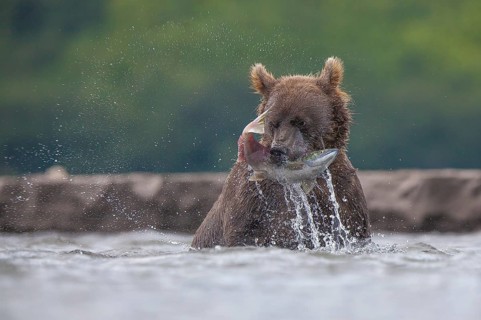 Brown bear (Ursus arctos)