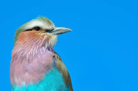 Lilac-breasted Roller (Coracias caudatus)