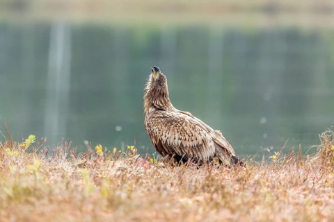 Young Eagle (Haliaeetus albicilla)