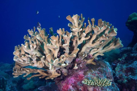 Pore Coral (Montipora malampaya)