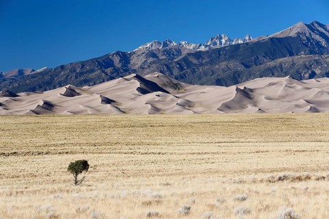 Single tree