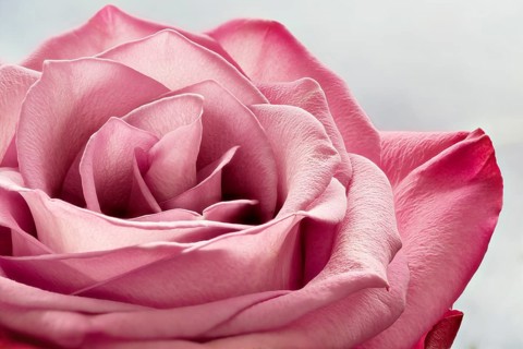 Pink rose