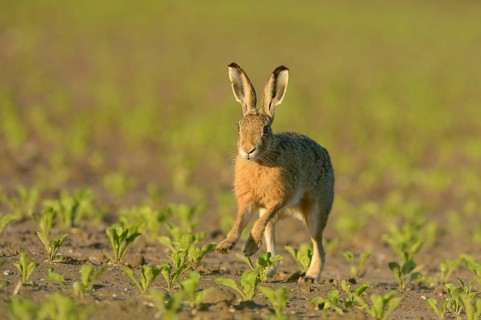 Running hare (Lepus europaeus) in a field