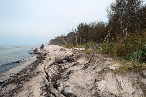 Darsser West beach with forest and wind-bent trees